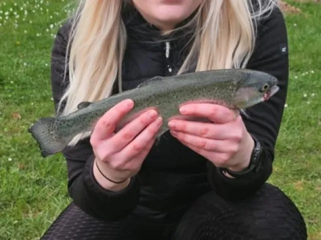 Regenbogenforelle