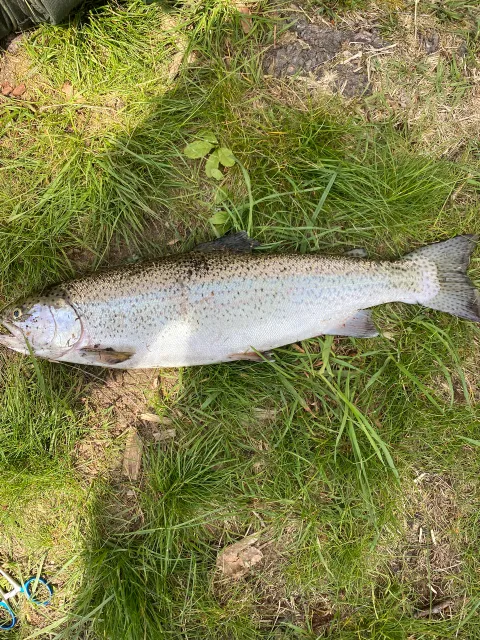 Regenbogenforelle