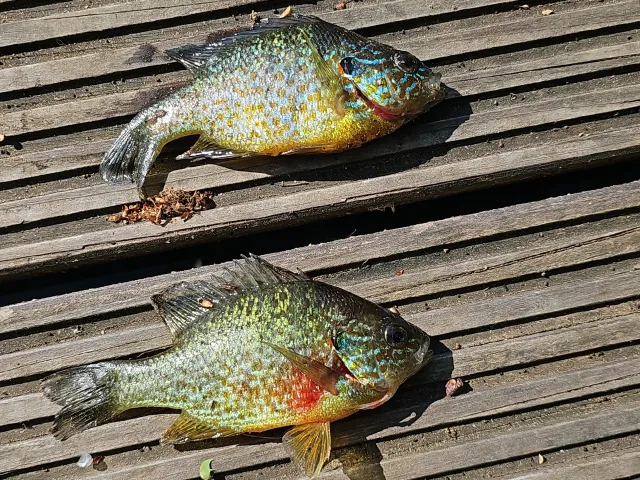 Sonnenbarsch