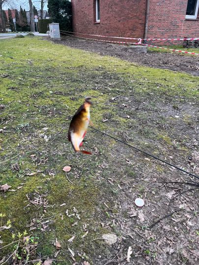 Goldfisch