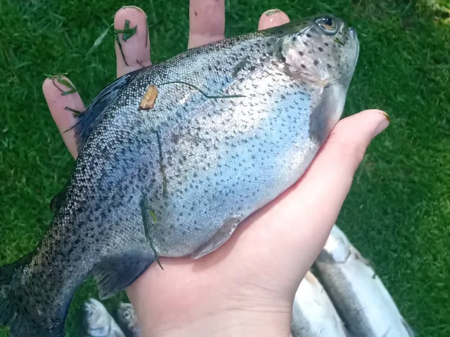 Regenbogenforelle