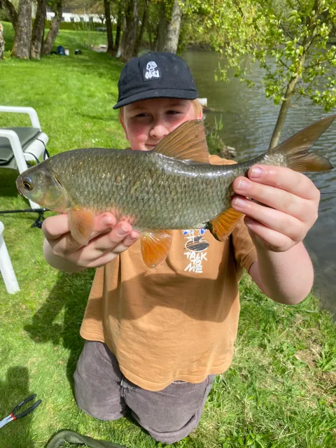 Döbel