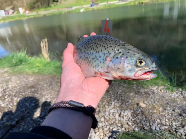 Regenbogenforelle