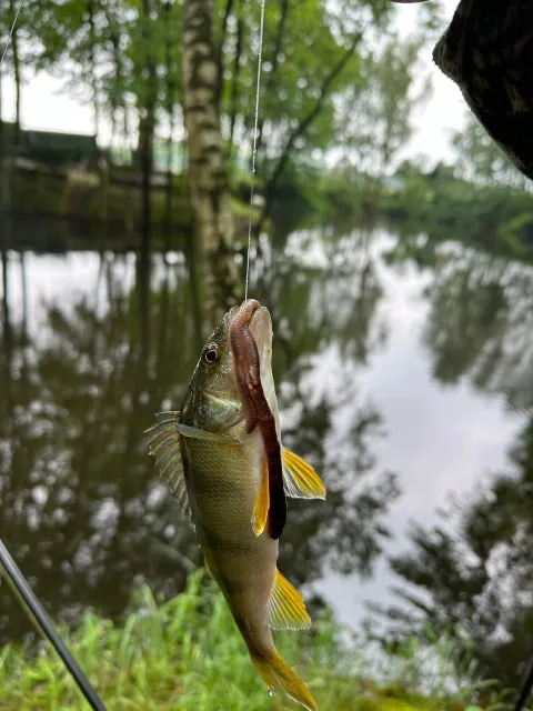 Flussbarsch