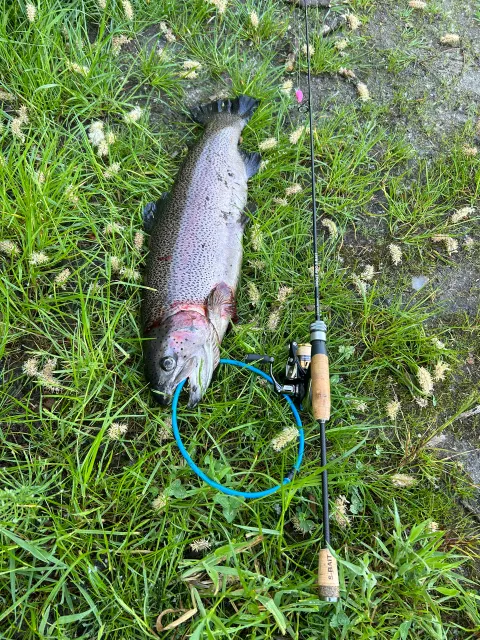 Regenbogenforelle