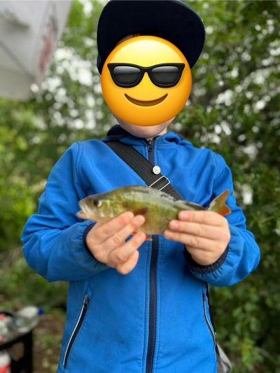 Flussbarsch