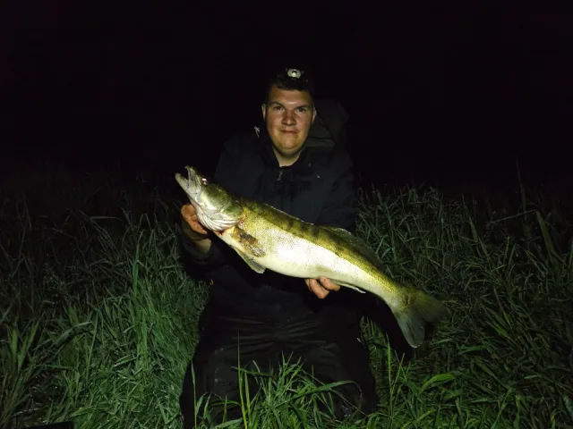 Zander