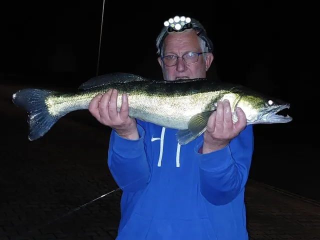 Zander