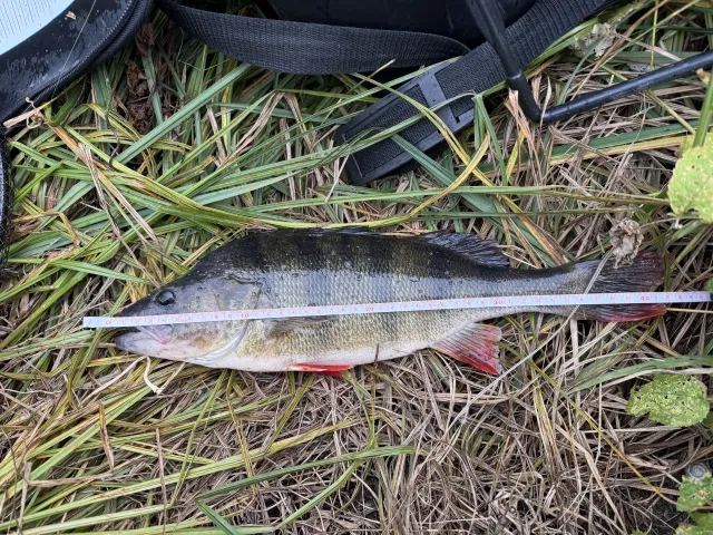 Flussbarsch