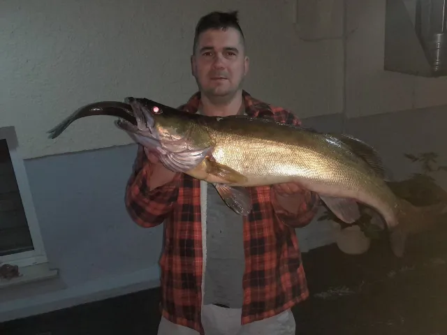 Zander