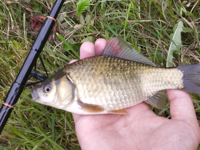 Karausche
