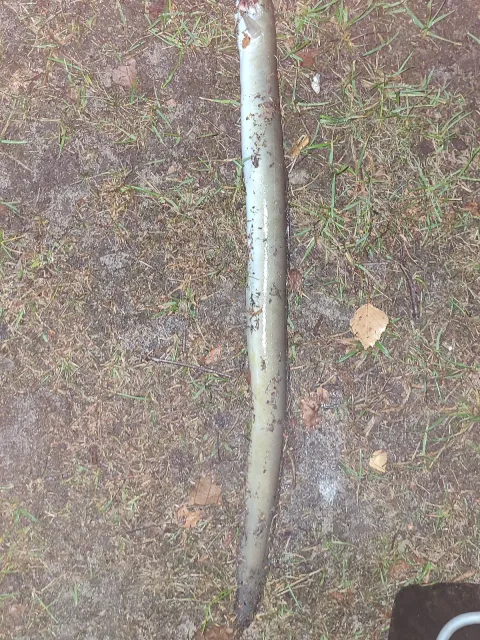 Aal