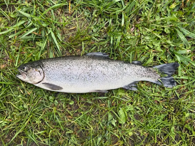 Regenbogenforelle