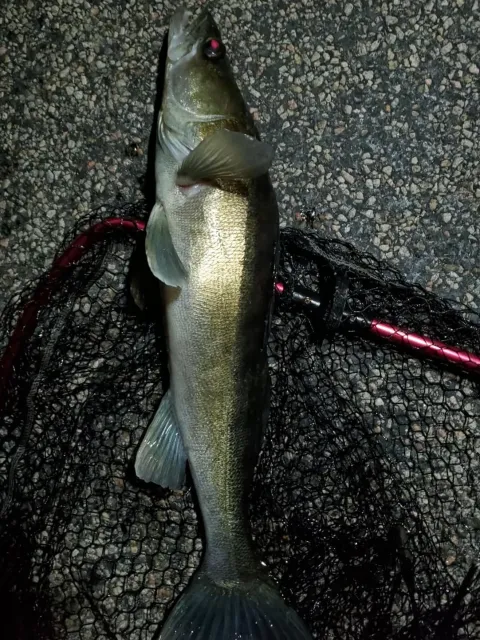 Zander