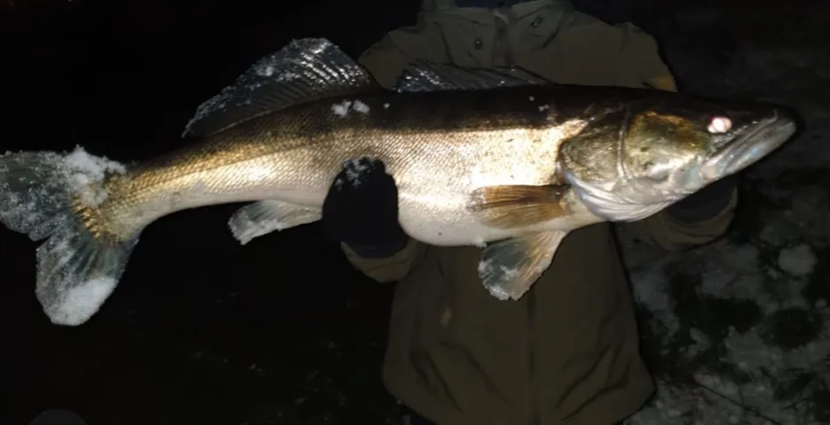 Zander