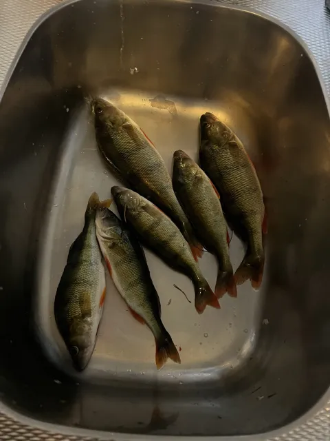 Flussbarsch