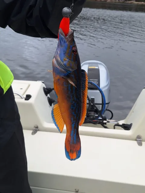 Lippfisch