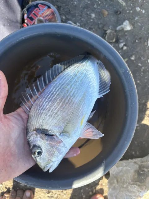 Dorade