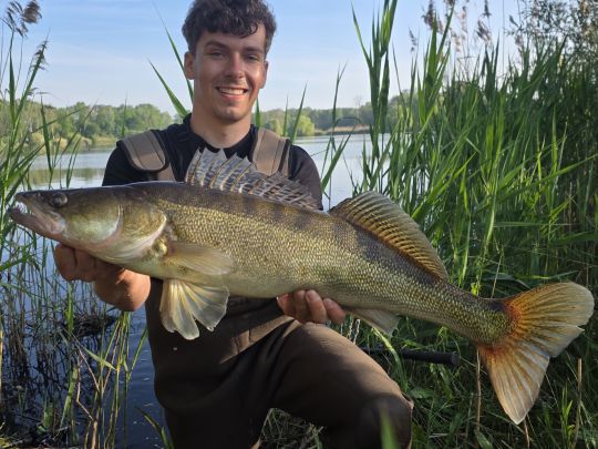 Zander
