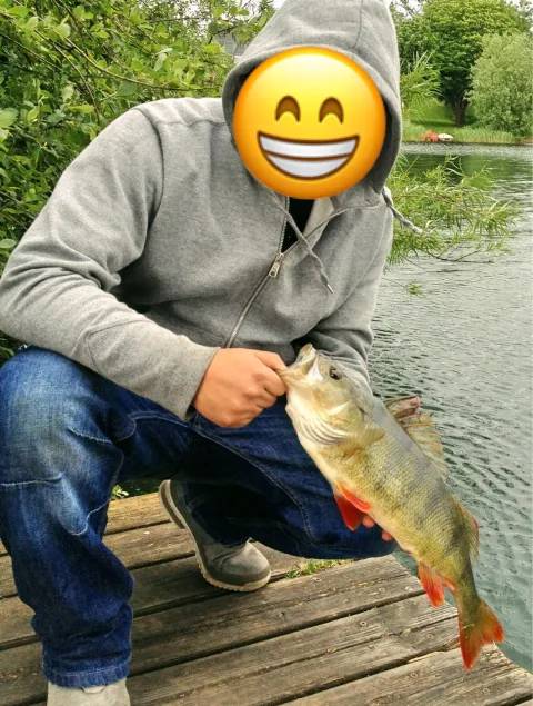 Flussbarsch