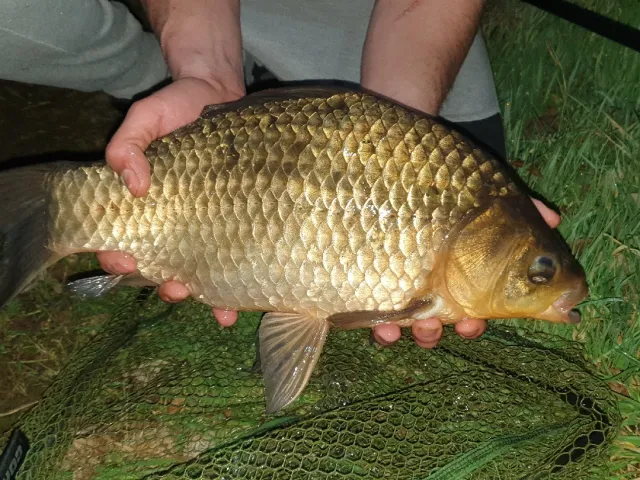Karausche
