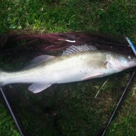 Zander
