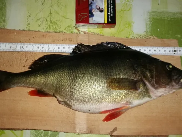 Flussbarsch