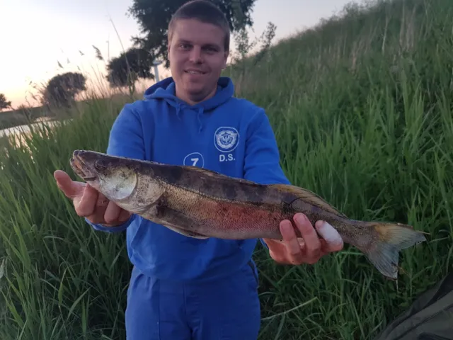 Zander