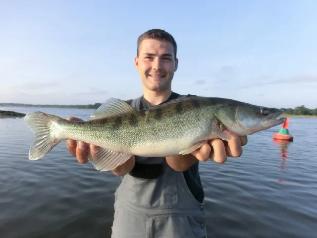 Zander
