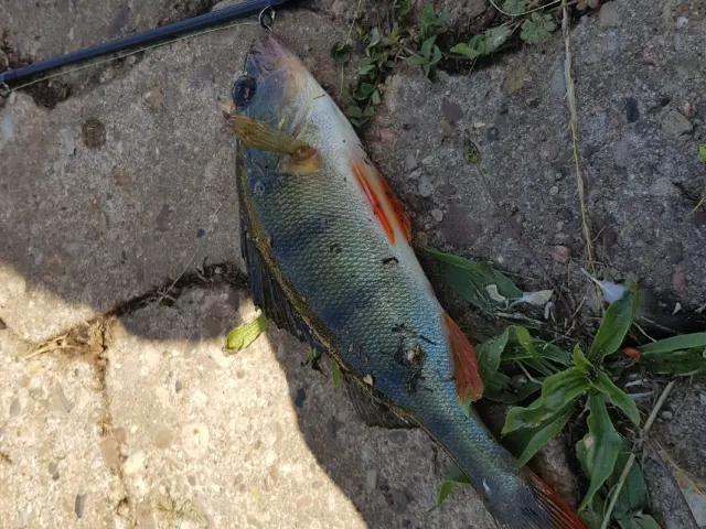 Flussbarsch