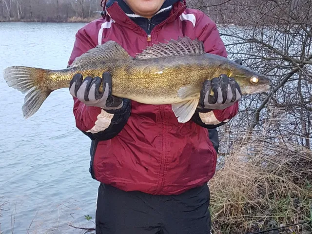 Zander