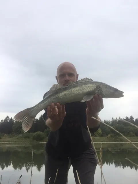 Zander