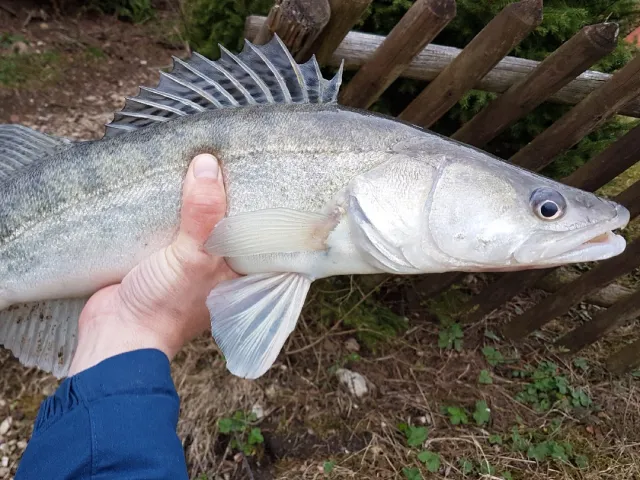 Zander