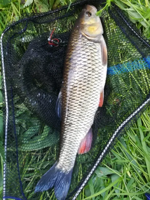 Döbel