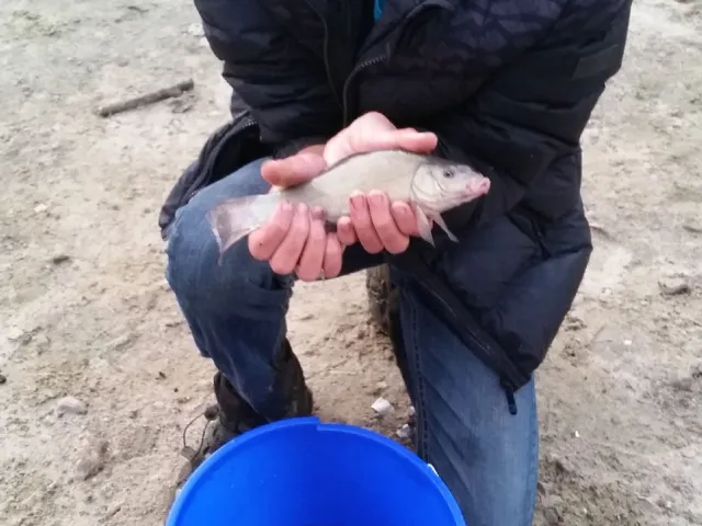 Schleie