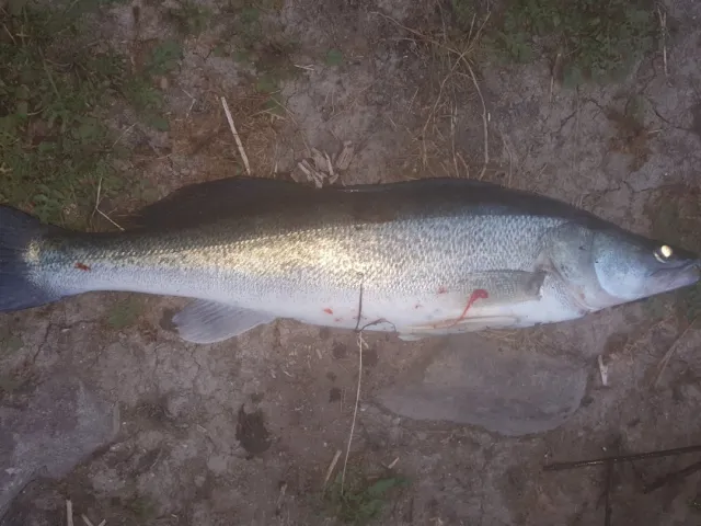 Zander