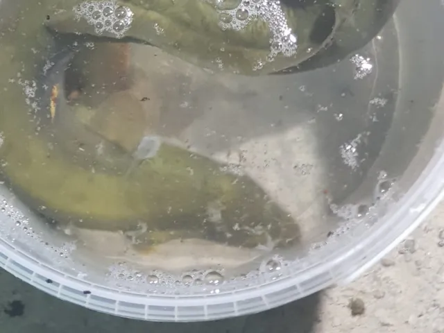 Aal