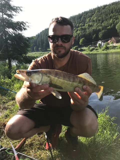Zander
