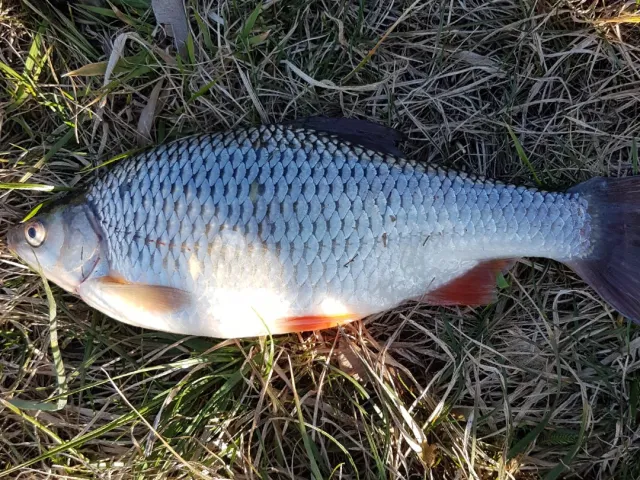 Rotauge