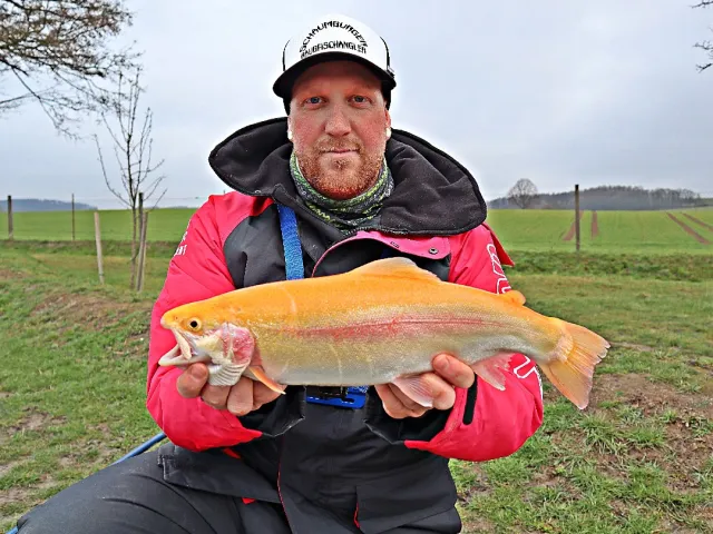 Goldforelle