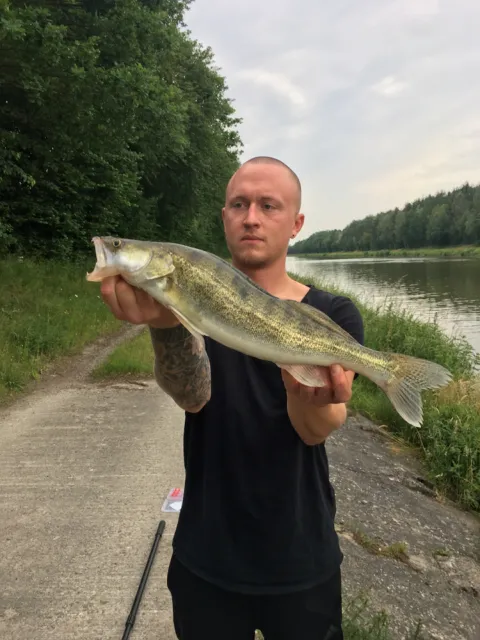 Zander