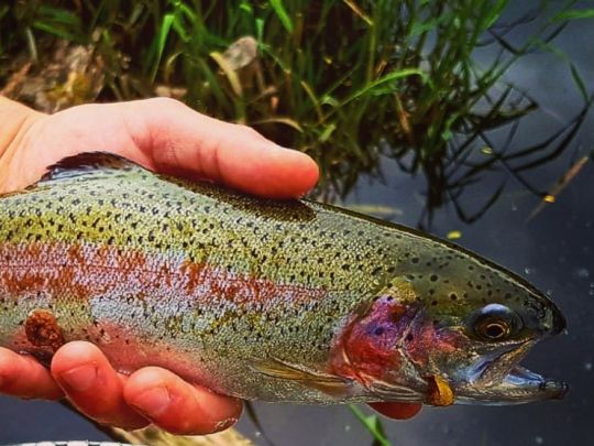 Regenbogenforelle