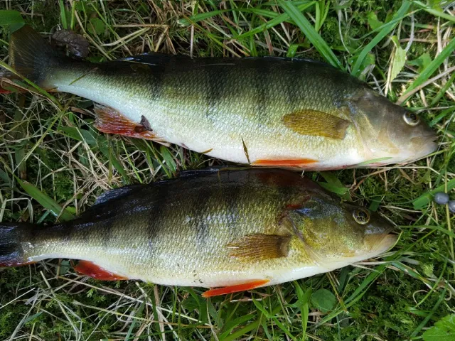 Flussbarsch