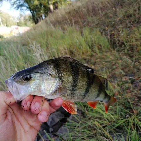 Flussbarsch
