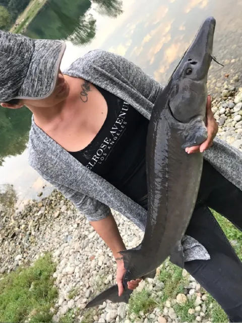 Stör
