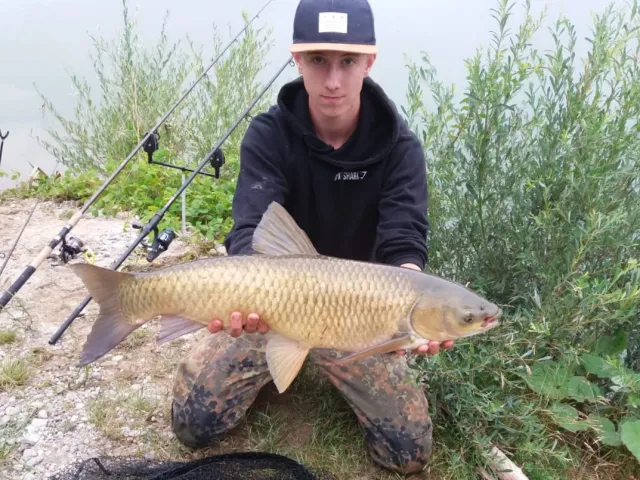 Graskarpfen