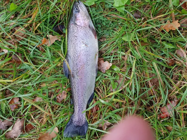 Regenbogenforelle
