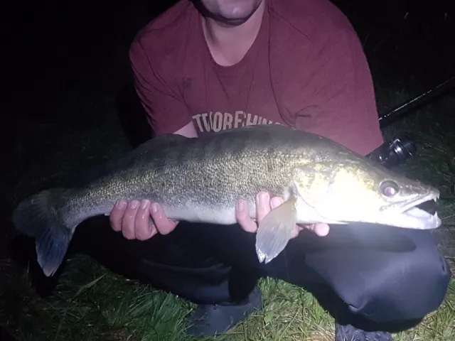 Zander
