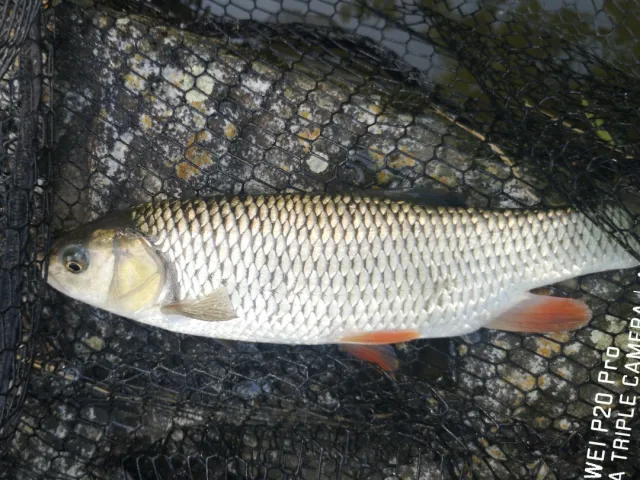 Döbel