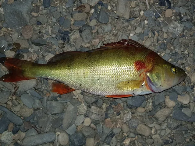Flussbarsch